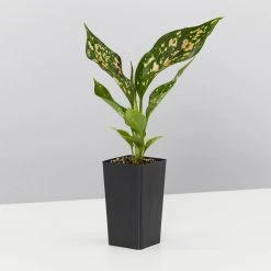 Indoor Garden Aglaonema Mixed Box - The Chinese Evergreen Box