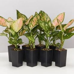 Indoor Garden Aglaonema Commutatum Favonian Easy Care Plants
