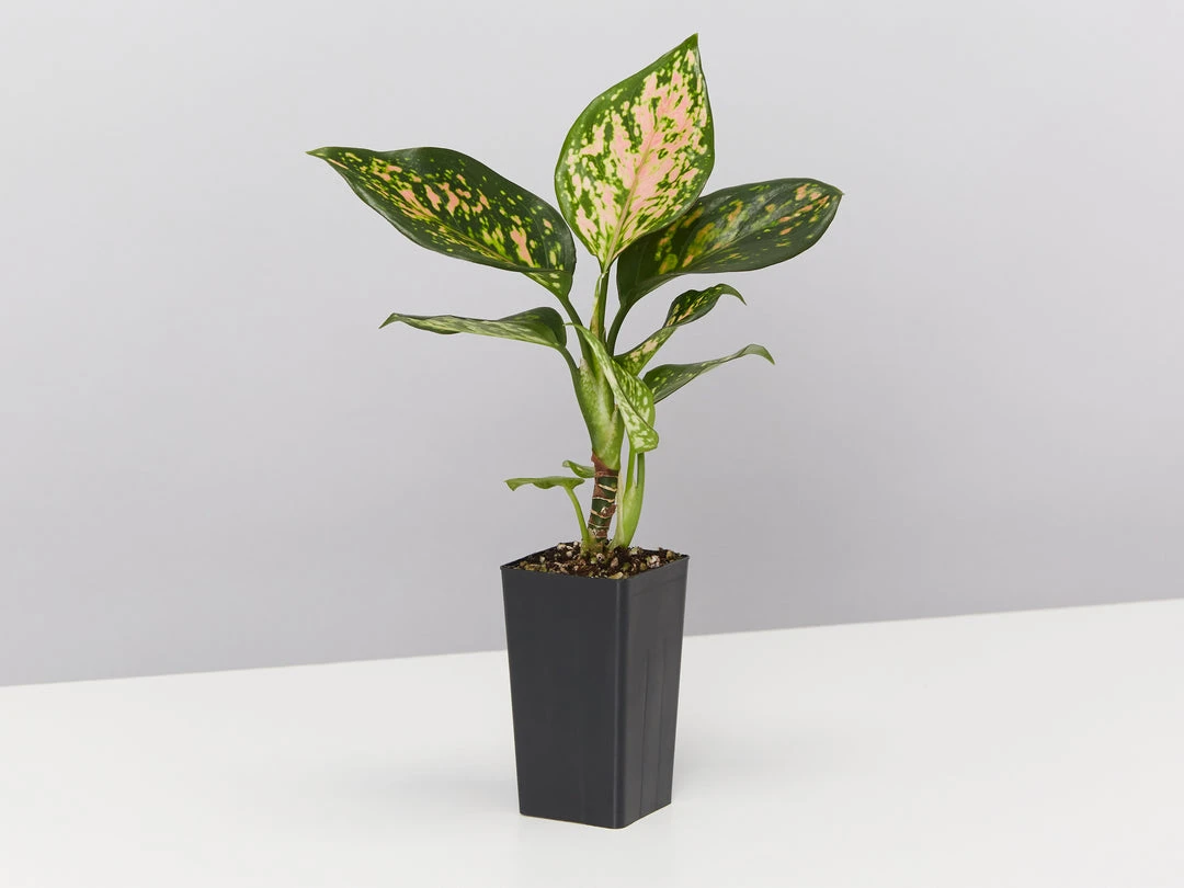 Indoor Garden Air Purifying Rainbow 🔔 Box - Indoor 14 Indoor Garden Air Purifying Rainbow ???? Box - Indoor