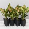 Indoor Garden Aglaonema Commutatum Wishes
