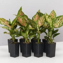 Indoor Garden Aglaonema Commutatum Wishes