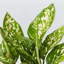 Indoor Garden Aglaonema Commutatum Wishes