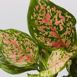 Indoor Garden Aglaonema Commutatum Wishes