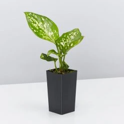 Indoor Garden Gift Kits Greenwall Kit - Includes Plants