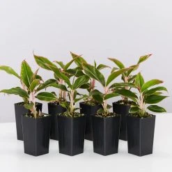 Indoor Garden Aglaonema Siam Aurora