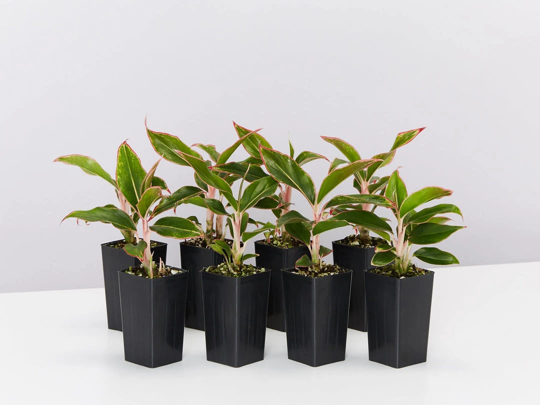 Indoor Garden Aglaonema Siam Aurora 3 Indoor Garden Aglaonema Siam Aurora