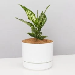 Pot + Plant Gift Box Aglaonema Thai Snowflake - Pot + Plant + Soil