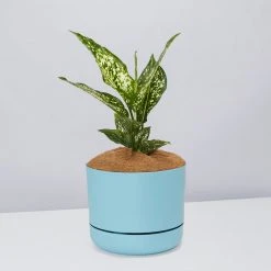 Pot + Plant Gift Box Aglaonema Thai Snowflake - Pot + Plant + Soil