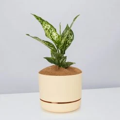 Pot + Plant Gift Box Aglaonema Thai Snowflake - Pot + Plant + Soil