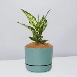 Pot + Plant Gift Box Aglaonema Thai Snowflake - Pot + Plant + Soil