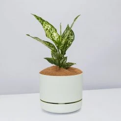 Pot + Plant Gift Box Aglaonema Thai Snowflake - Pot + Plant + Soil