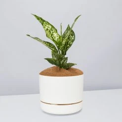 Pot + Plant Gift Box Aglaonema Thai Snowflake - Pot + Plant + Soil