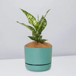 Pot + Plant Gift Box Aglaonema Thai Snowflake - Pot + Plant + Soil