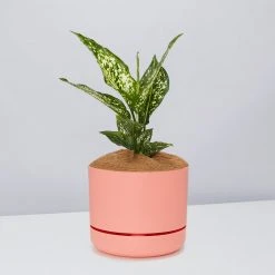 Pot + Plant Gift Box Aglaonema Thai Snowflake - Pot + Plant + Soil