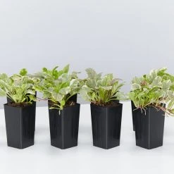 Shrubs Ajuga Reptans Burgundy Lace Full Sun