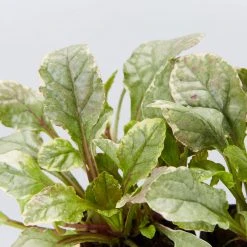Shrubs Ajuga Reptans Burgundy Lace Full Sun