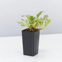 Shrubs Ajuga Reptans Burgundy Lace Full Sun