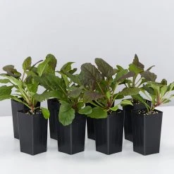 Shrubs Ajuga Reptans Purpurea Matt Forming Ground Cover Pack Border Plants