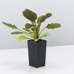 Shrubs Ajuga Reptans Purpurea Matt Forming Ground Cover Pack Border Plants