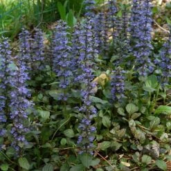 Shrubs Ajuga Reptans