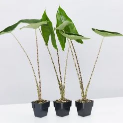 Indoor Garden Alocasia Zebrina Alocasias