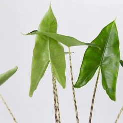 Indoor Garden Alocasia Zebrina Alocasias