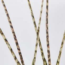 Indoor Garden Alocasia Zebrina Alocasias