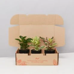Indoor Garden All About Peperomia Pack - Larger Plants Pet-friendly Indoor Plants