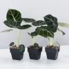 Indoor Garden Alocasia Reginula 'Black Velvet' - 85mm