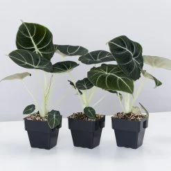 Indoor Garden Alocasia Reginula 'Black Velvet' - 85mm