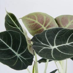 Indoor Garden Alocasia Reginula 'Black Velvet' - 85mm