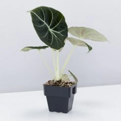 Indoor Garden Alocasia Reginula 'Black Velvet' - 85mm