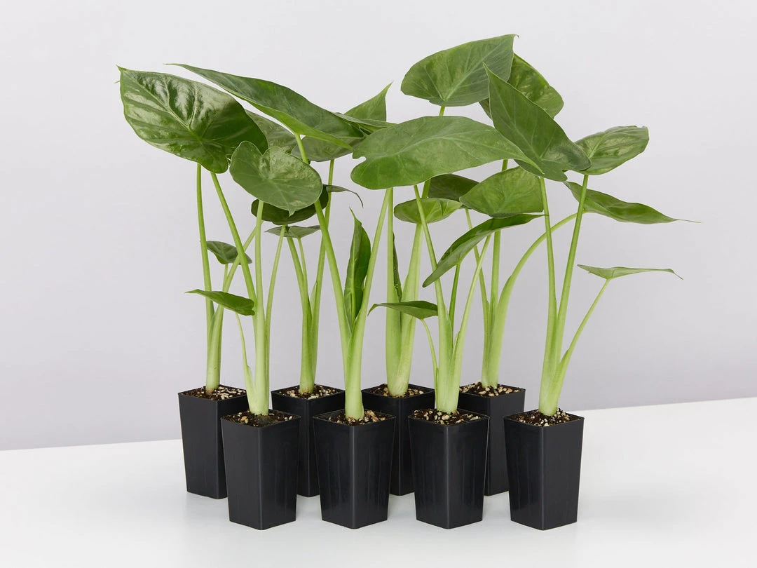 Indoor Garden Alocasias Alocasia Calidora Dwarf 3 Indoor Garden Alocasias Alocasia Calidora Dwarf