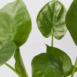 Indoor Garden Alocasias Alocasia Calidora Dwarf