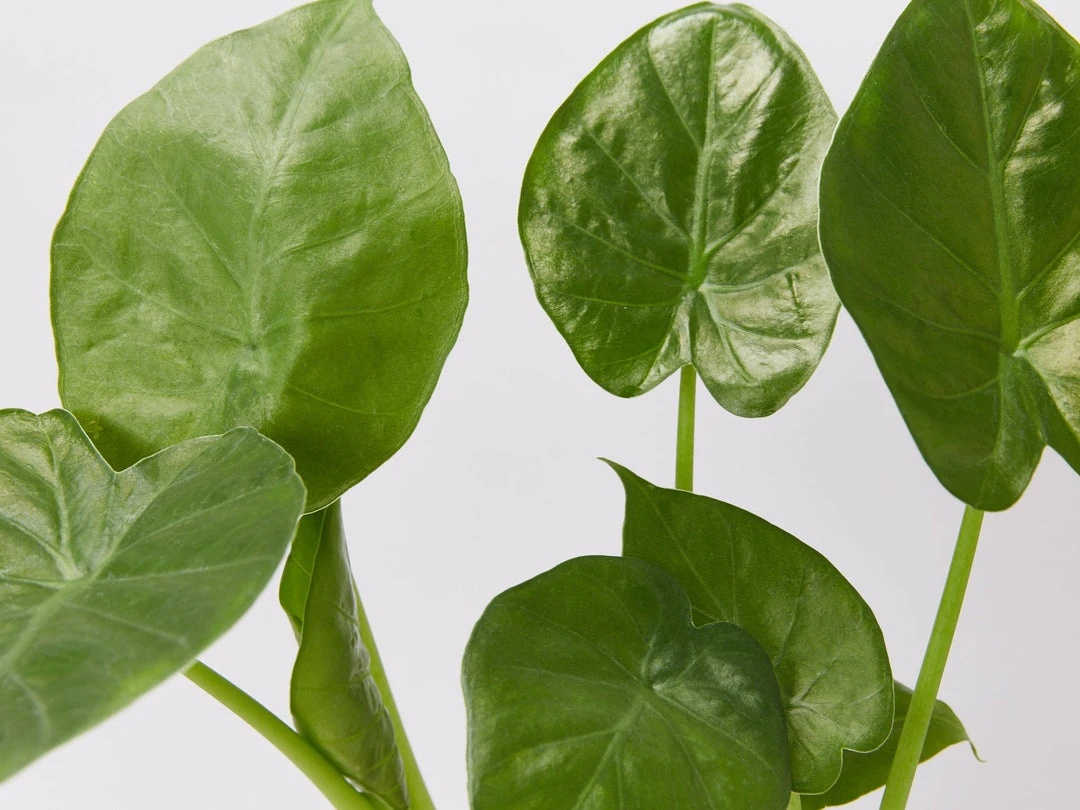 Indoor Garden Alocasias Alocasia Calidora Dwarf 4 Indoor Garden Alocasias Alocasia Calidora Dwarf