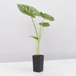 Indoor Garden Alocasias Alocasia Calidora Dwarf 10 Indoor Garden Alocasias Alocasia Calidora Dwarf