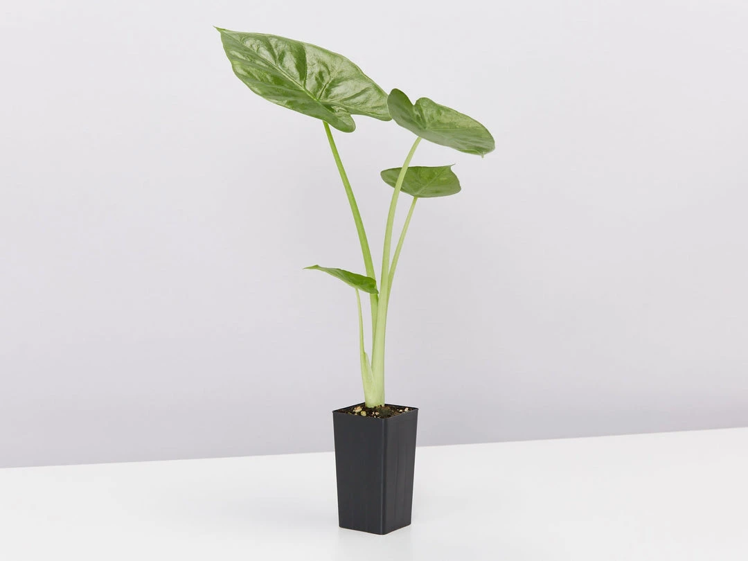 Indoor Garden Alocasias Alocasia Calidora Dwarf 6 Indoor Garden Alocasias Alocasia Calidora Dwarf