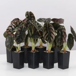 Indoor Garden Alocasia Cuprea Alocasias