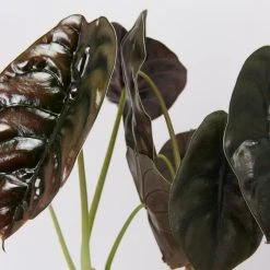 Indoor Garden Alocasia Cuprea Alocasias
