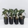 Indoor Garden Alocasia Dwarf (smallest) Amazonica Elephant Ear Plant Alocasias