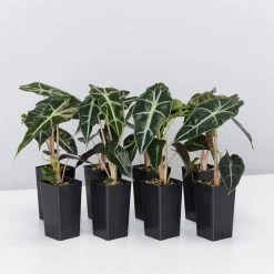 Indoor Garden Alocasia Dwarf (smallest) Amazonica Elephant Ear Plant Alocasias