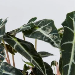 Indoor Garden Alocasia Dwarf (smallest) Amazonica Elephant Ear Plant Alocasias