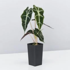 Indoor Garden Alocasia Dwarf (smallest) Amazonica Elephant Ear Plant Alocasias