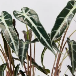 Indoor Garden Alocasias Alocasia Lowii 'Bebe'/'Bambino' - 85mm
