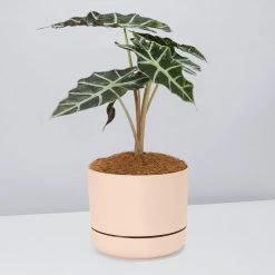 Pot + Plant Gift Box Alocasia Lowii Polly Amazonica - Pot + Plant + Soil