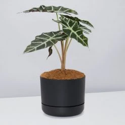Pot + Plant Gift Box Alocasia Lowii Polly Amazonica - Pot + Plant + Soil