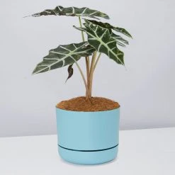 Pot + Plant Gift Box Alocasia Lowii Polly Amazonica - Pot + Plant + Soil
