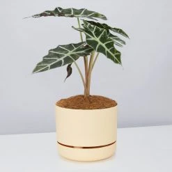 Pot + Plant Gift Box Alocasia Lowii Polly Amazonica - Pot + Plant + Soil