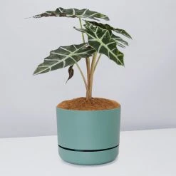 Pot + Plant Gift Box Alocasia Lowii Polly Amazonica - Pot + Plant + Soil