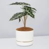 Pot + Plant Gift Box Alocasia Lowii Polly Amazonica - Pot + Plant + Soil 2 Pot + Plant Gift Box Alocasia Lowii Polly Amazonica - Pot + Plant + Soil